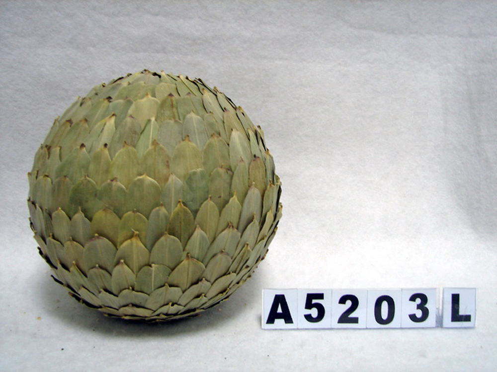 Other Material/Botanical ball&filler