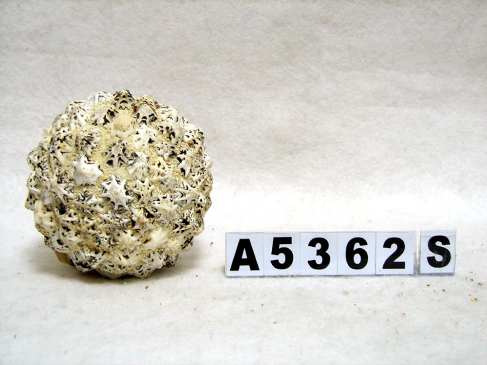 Other Material/Botanical ball&filler