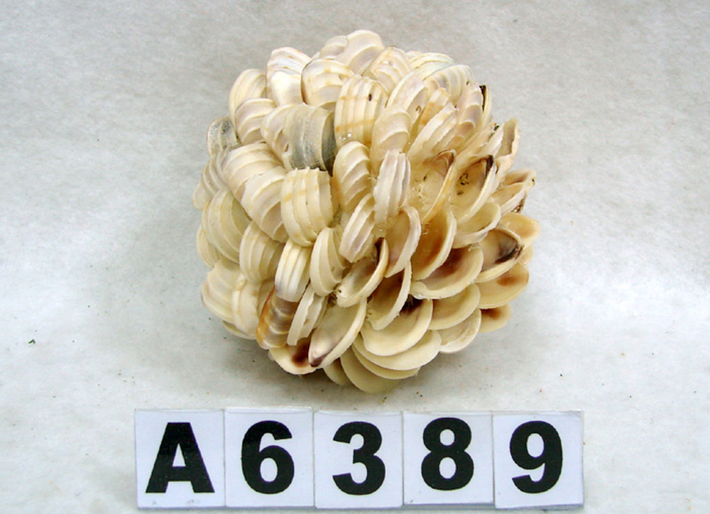 Other Material/Botanical ball&filler