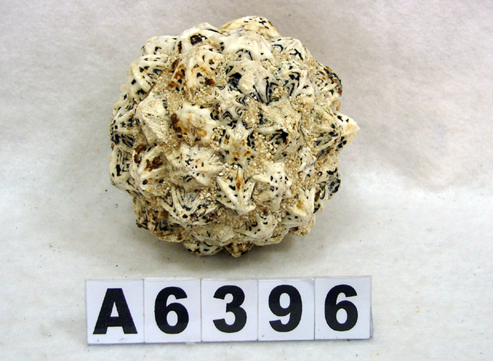 Other Material/Botanical ball&filler