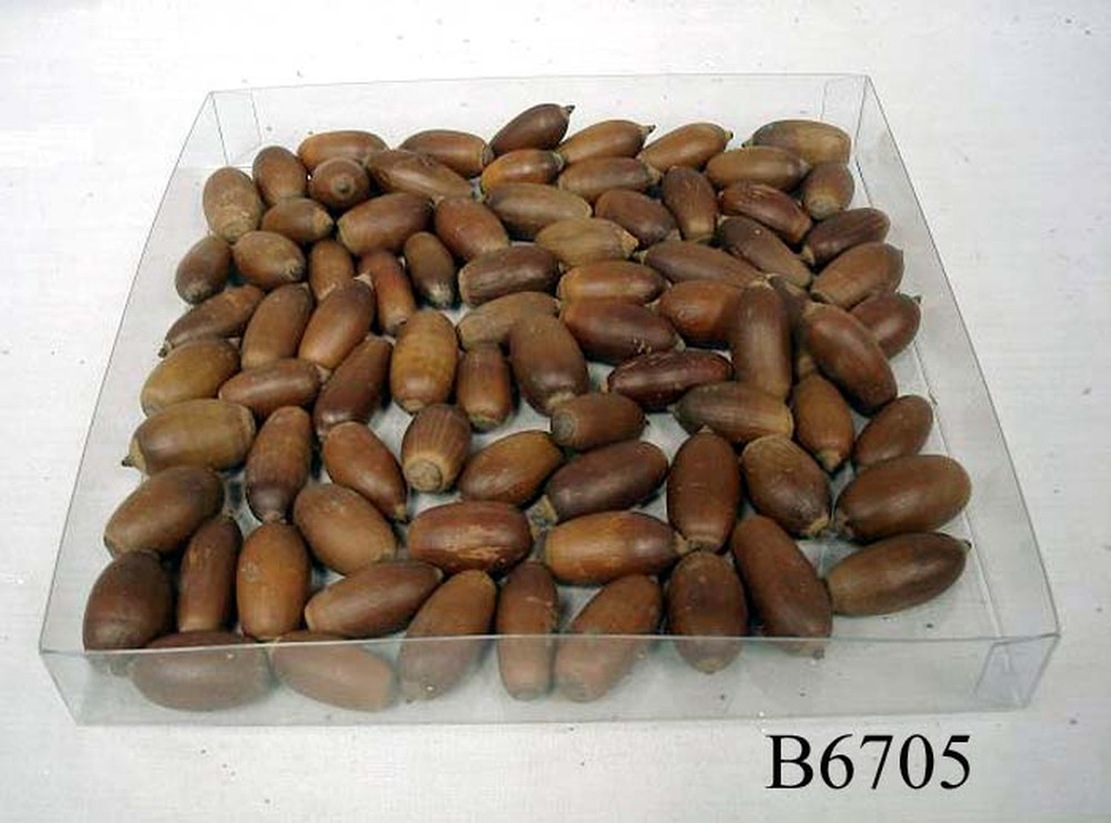 Other Material/Botanical ball&filler
