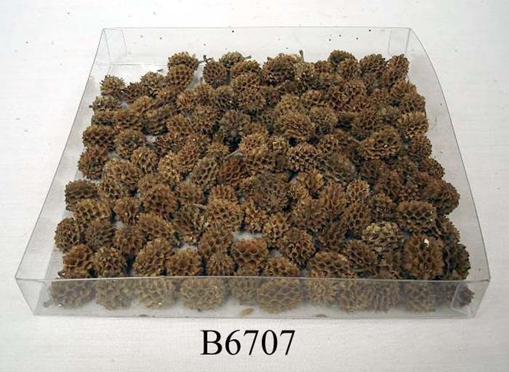 Other Material/Botanical ball&filler