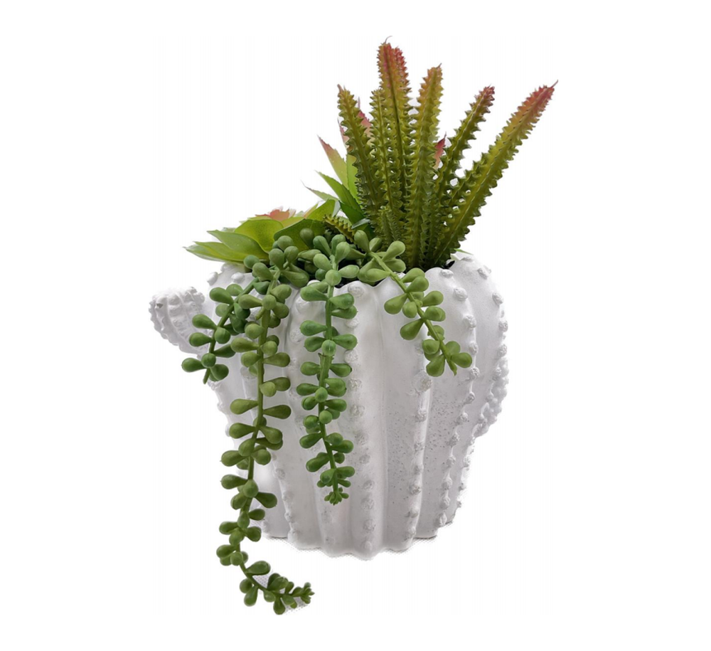 Potted plant