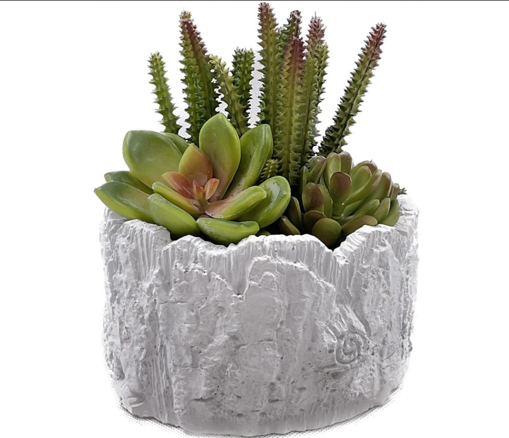 Potted plant