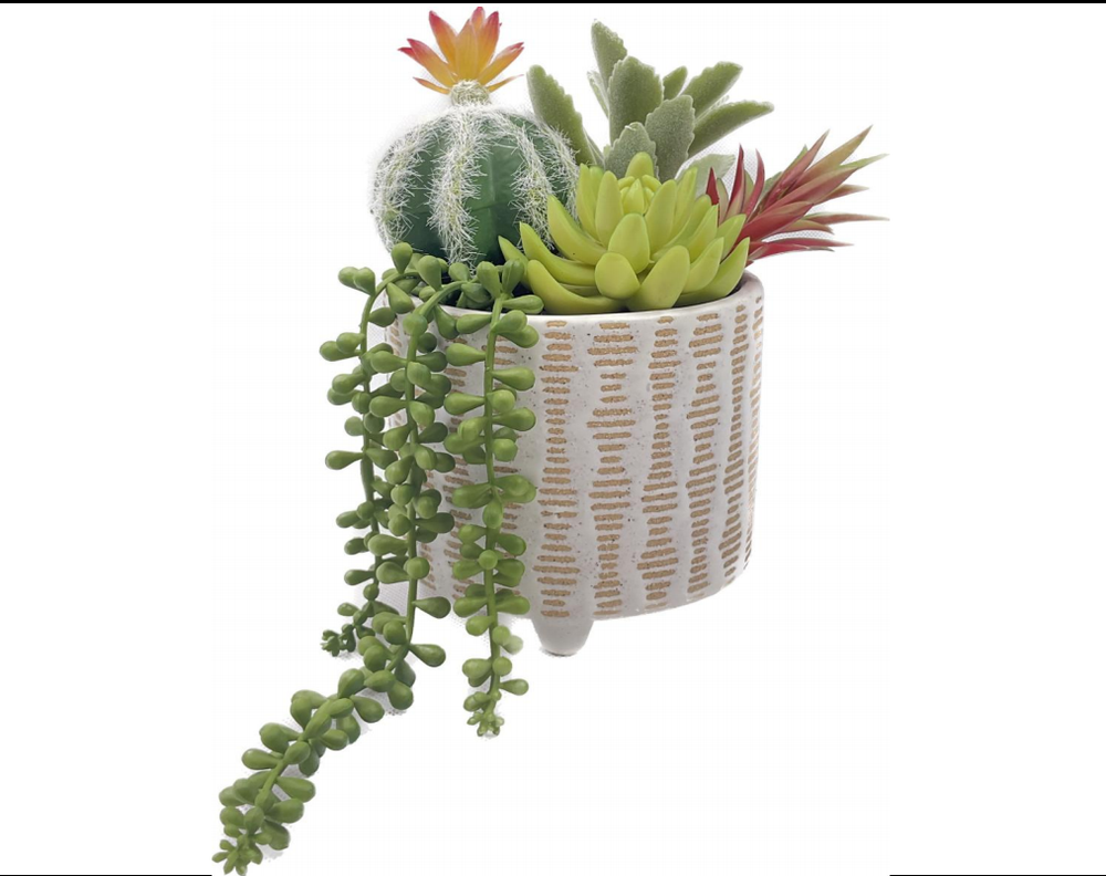 Potted plant