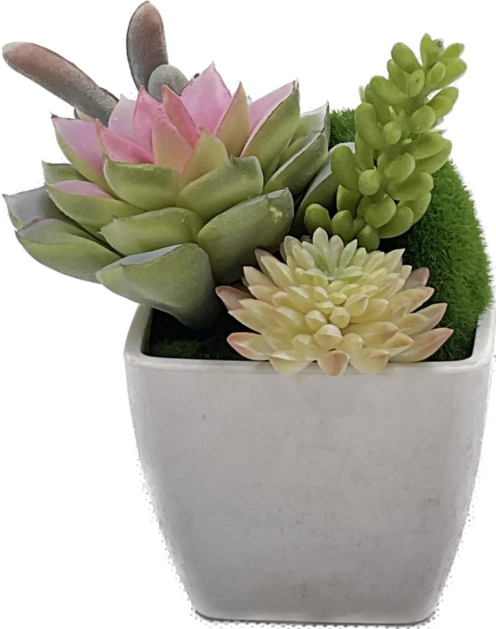 Potted plant
