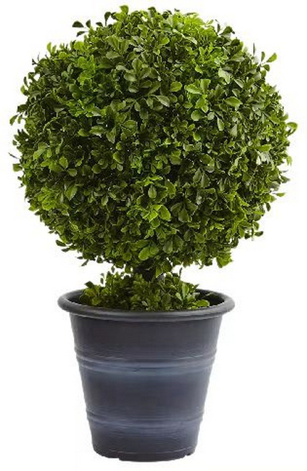 Botanical greenerly