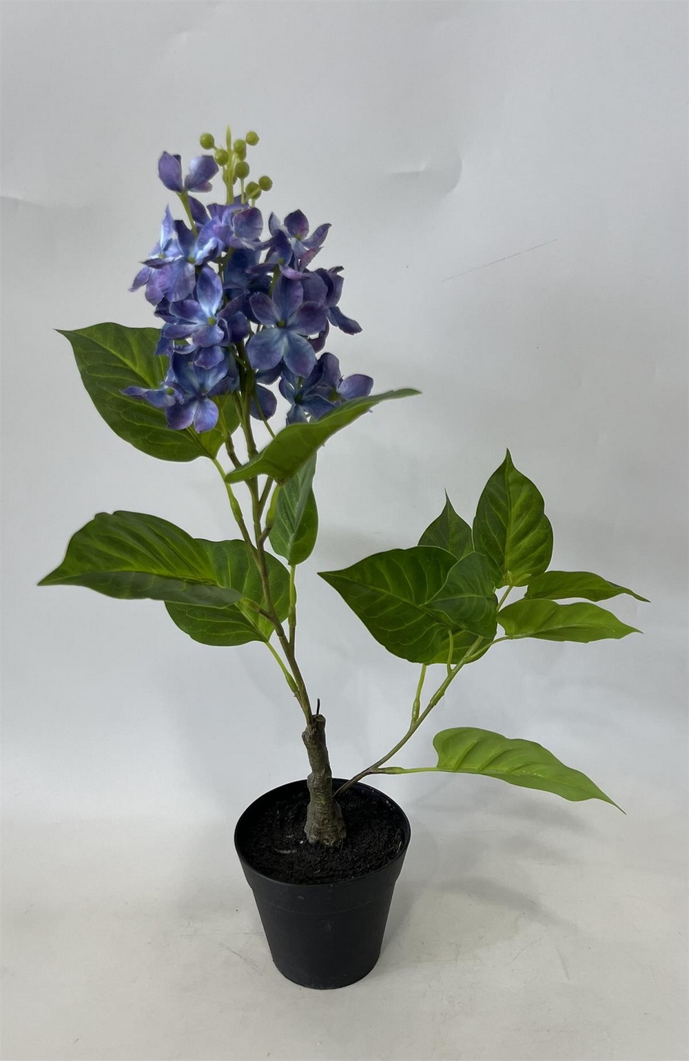 Botanical greenerly
