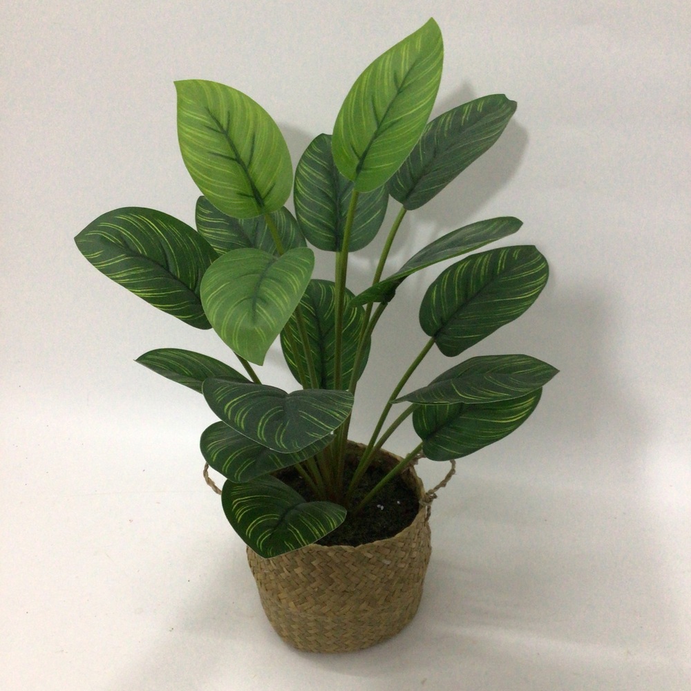 Botanical greenerly