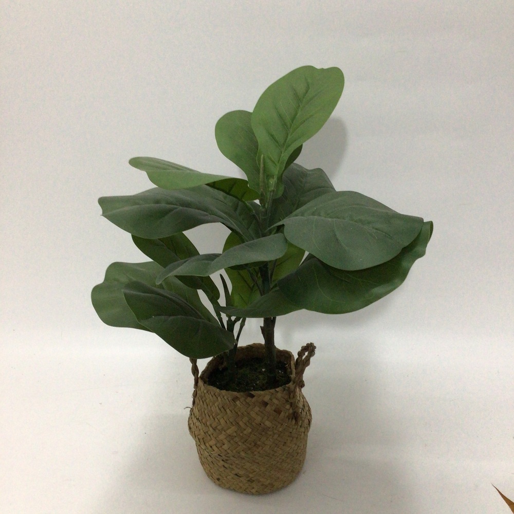 Botanical greenerly