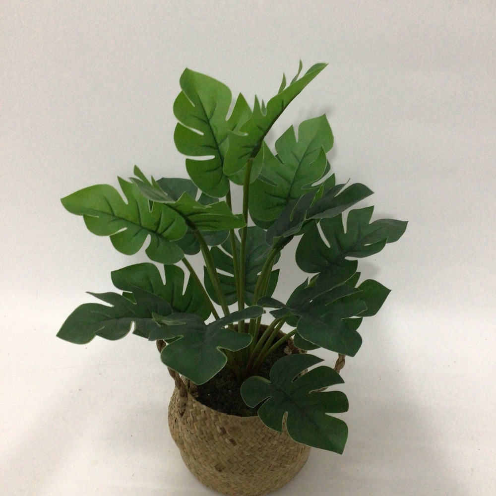 Botanical greenerly