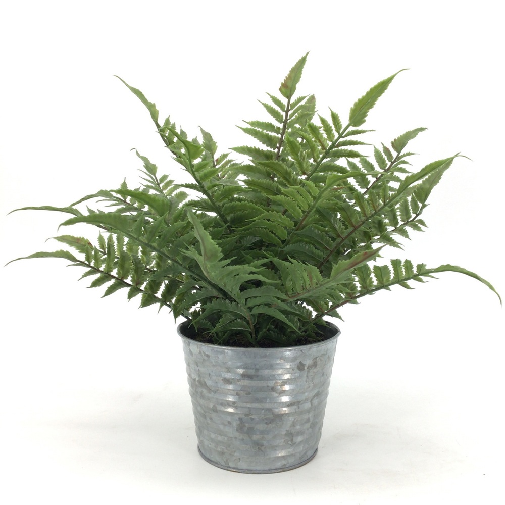 Botanical greenerly