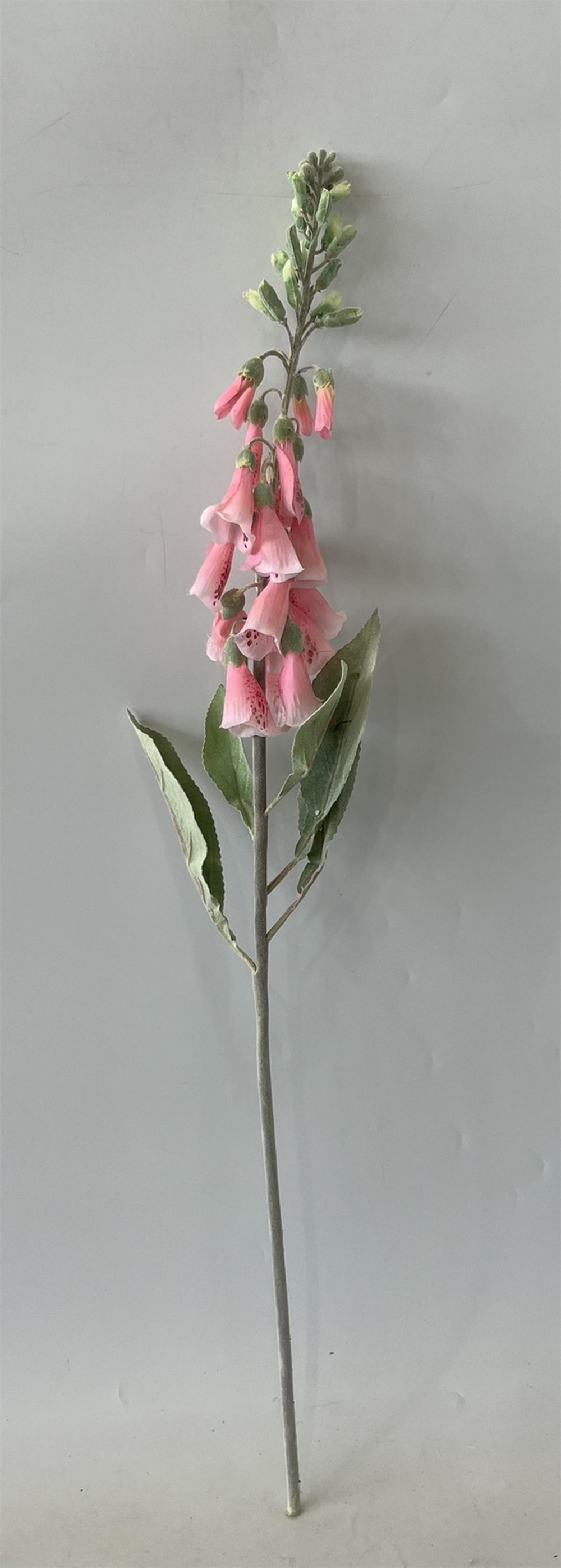 Botanical stem