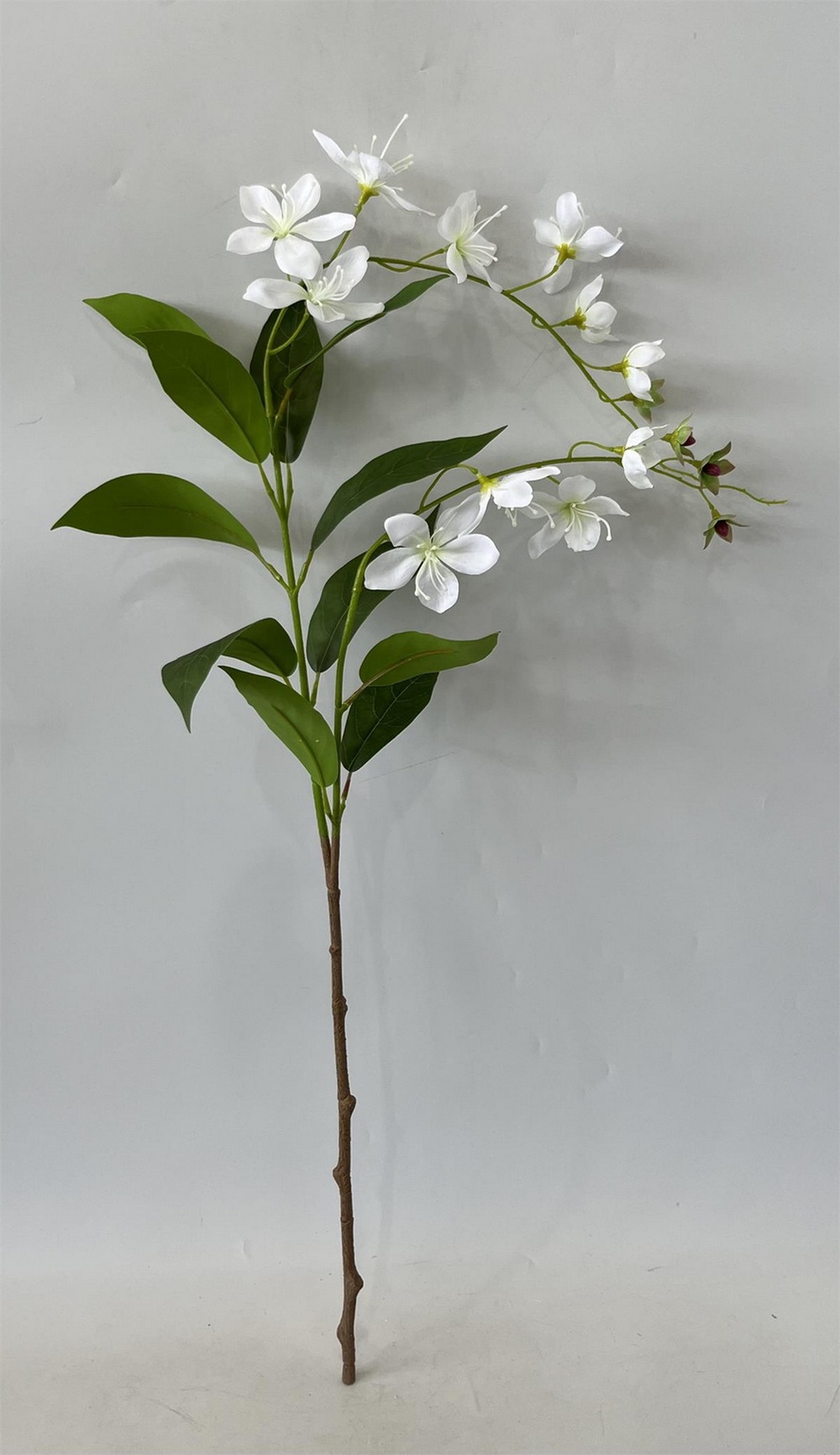 Botanical stem