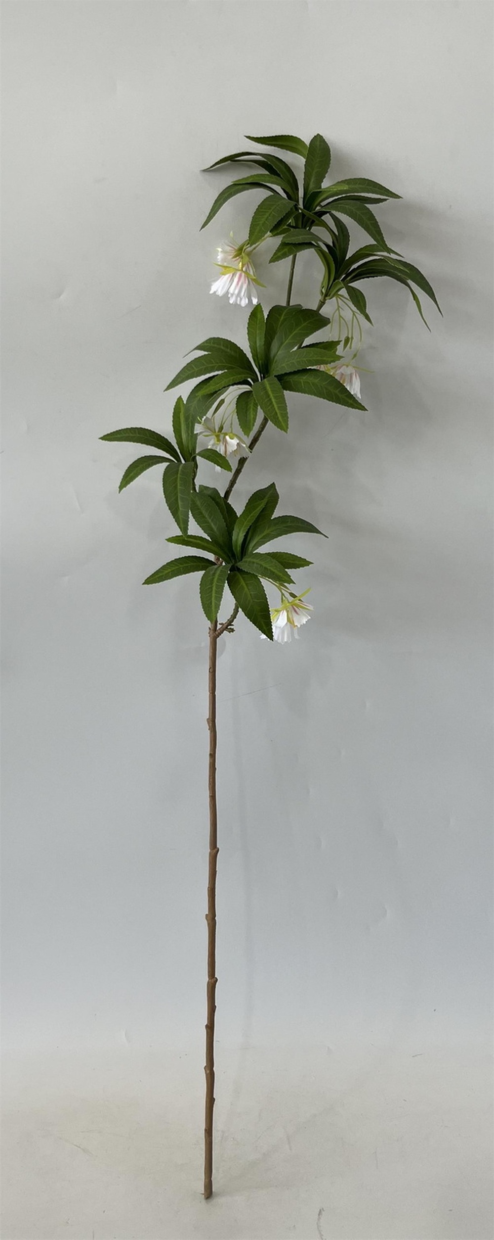 Botanical stem