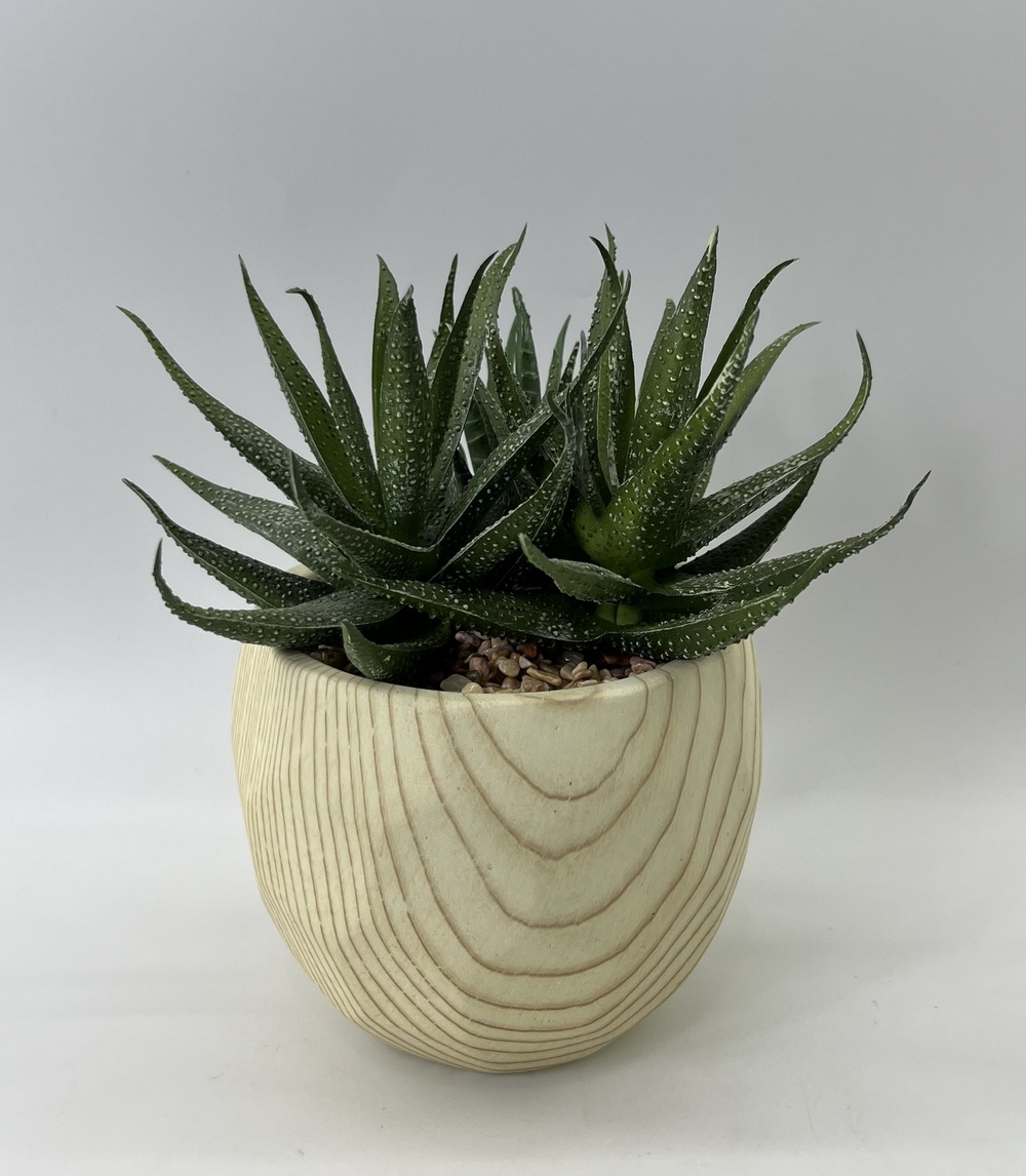 Botanical succulent