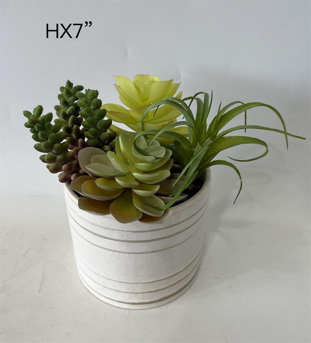Botanical succulent