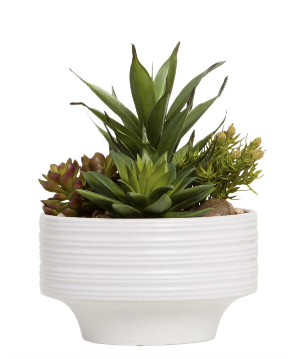 Botanical succulent