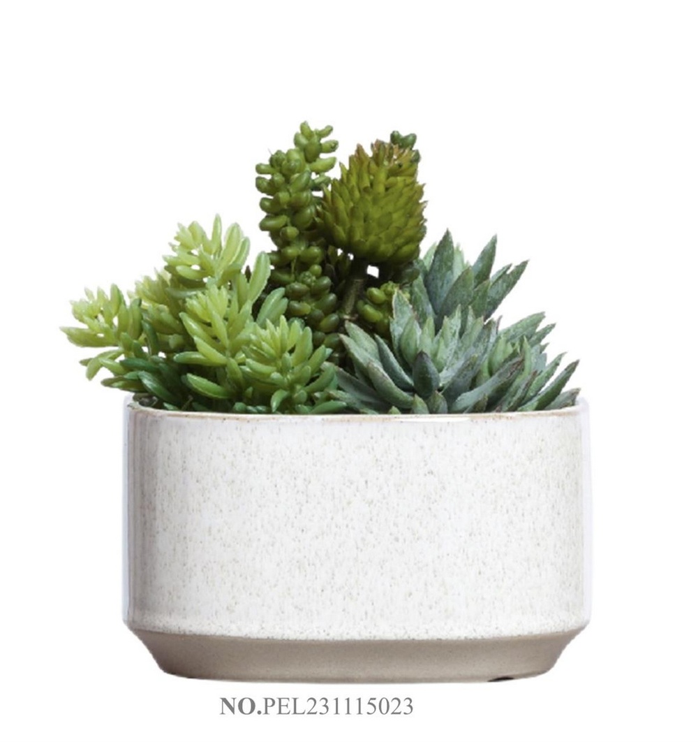 Botanical succulent