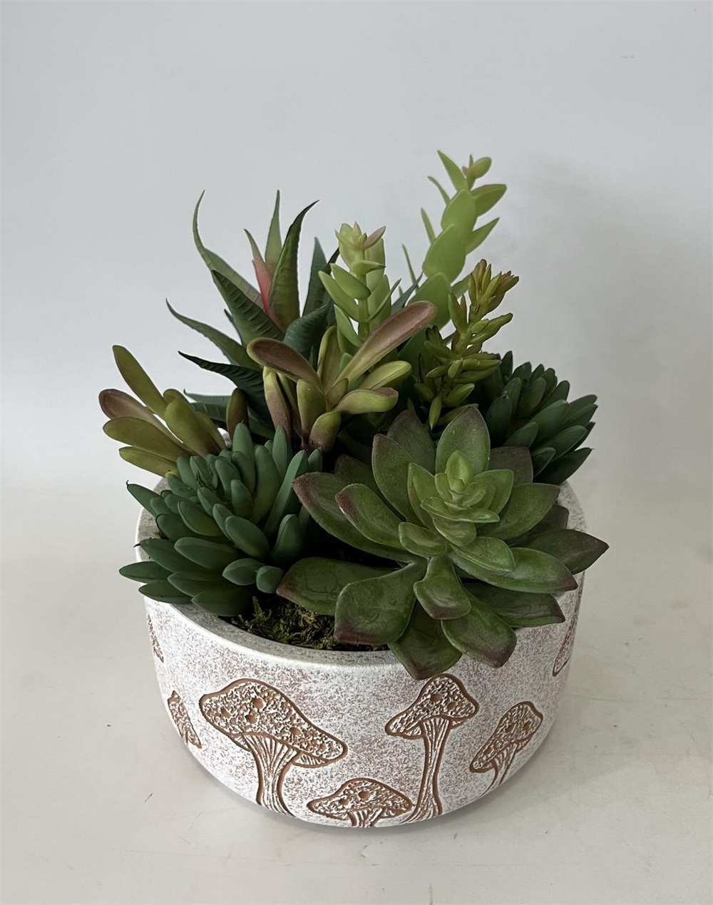 Botanical succulent