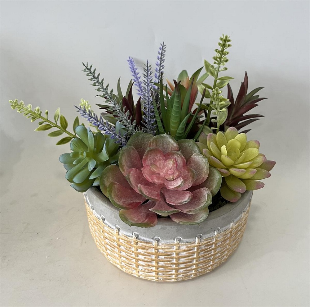 Botanical succulent