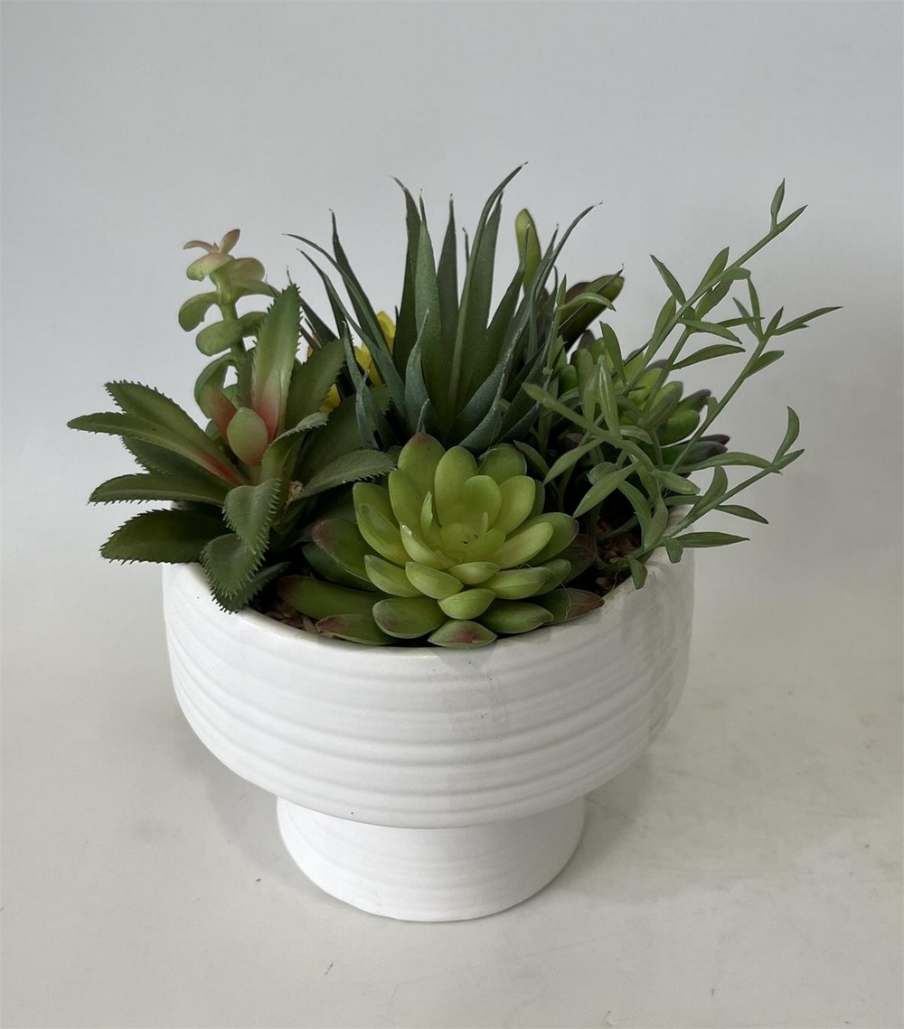 Botanical succulent