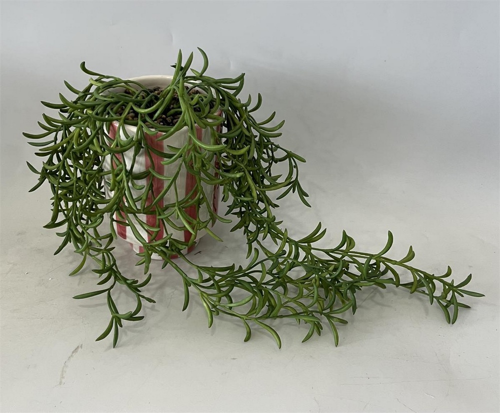 Botanical succulent