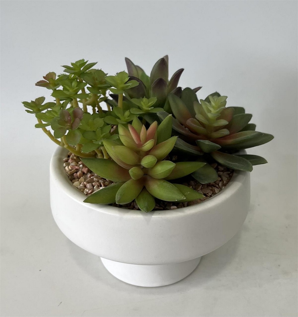 Botanical succulent