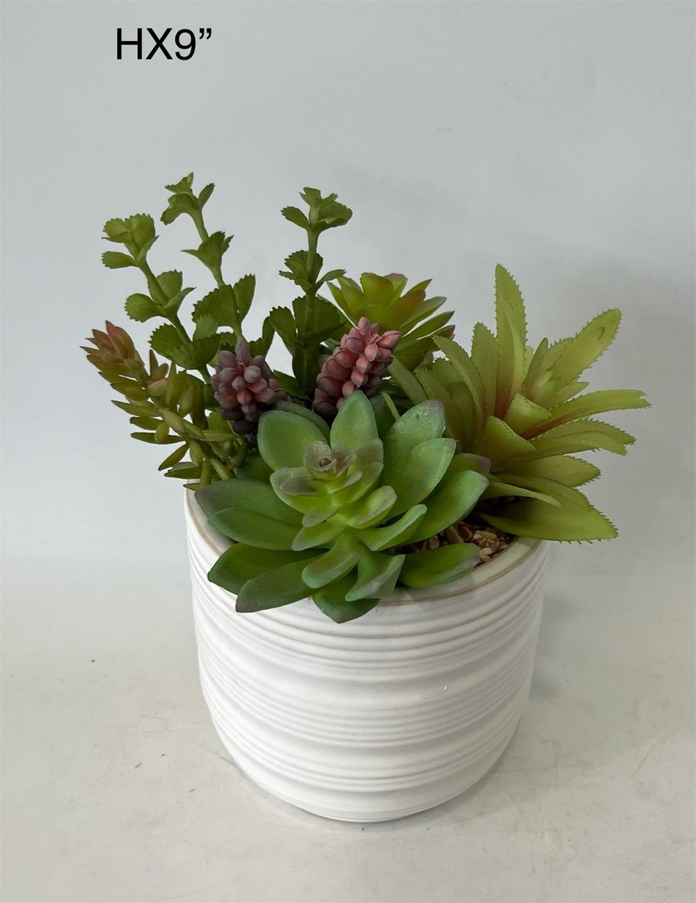 Botanical succulent