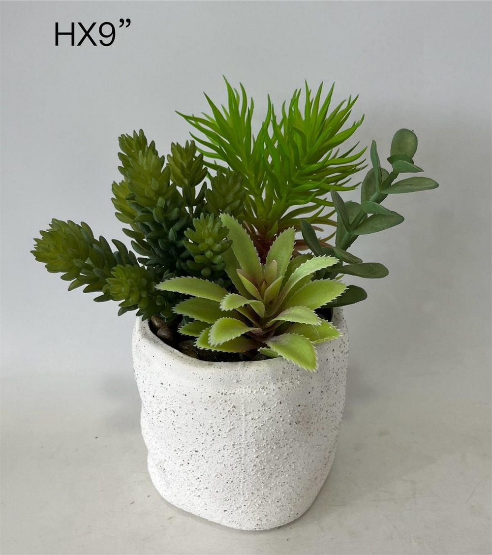 Botanical succulent