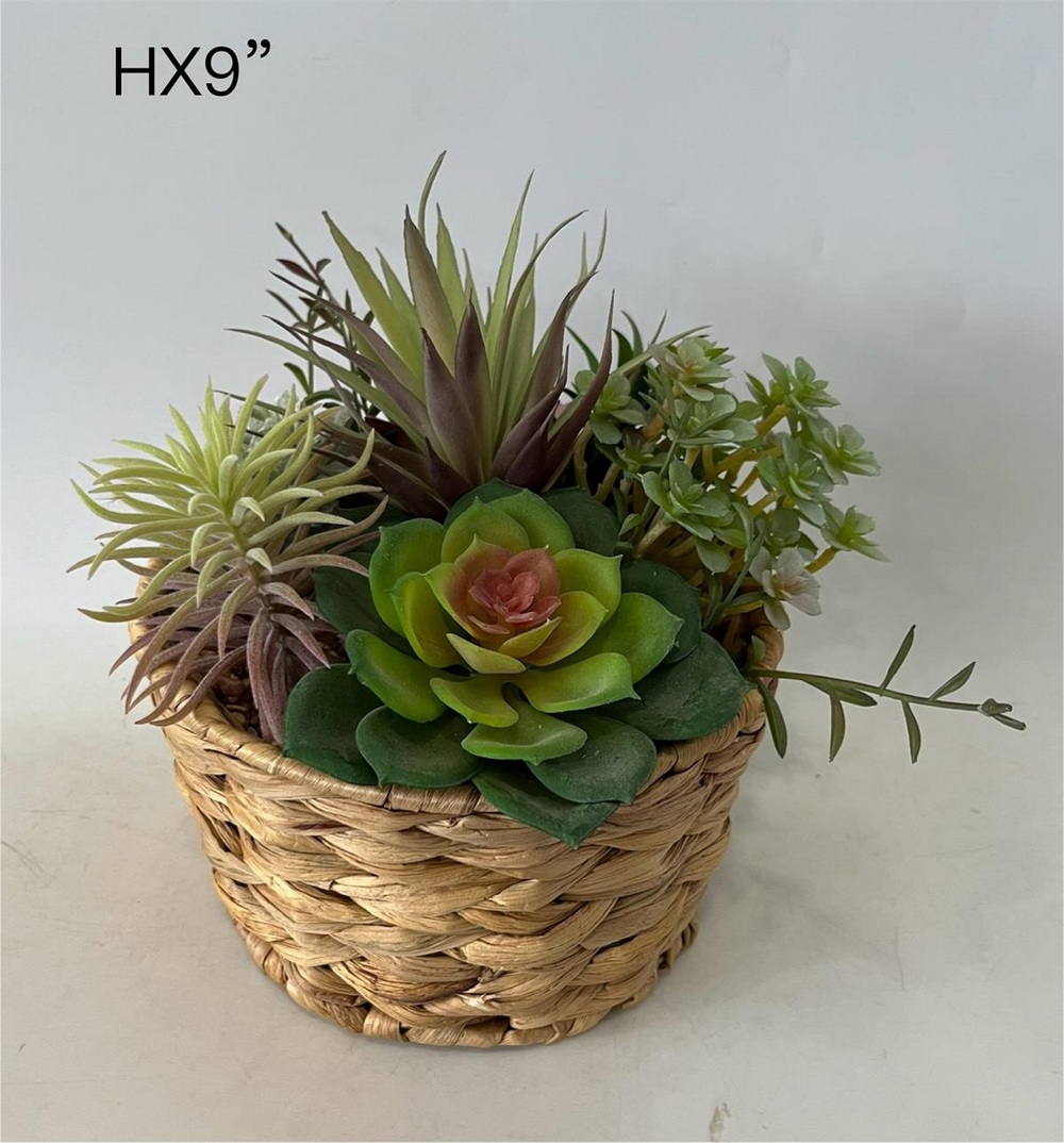 Botanical succulent
