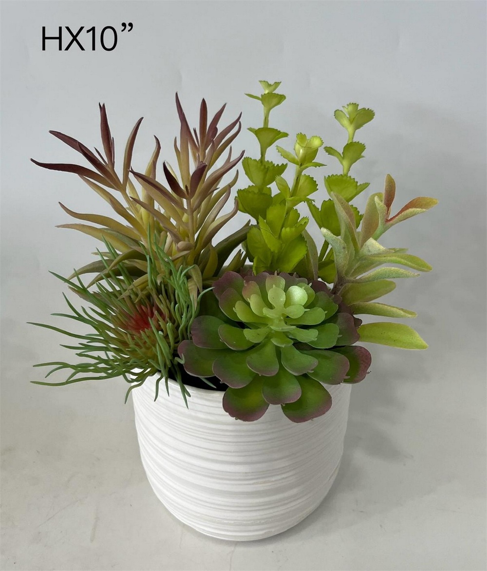 Botanical succulent