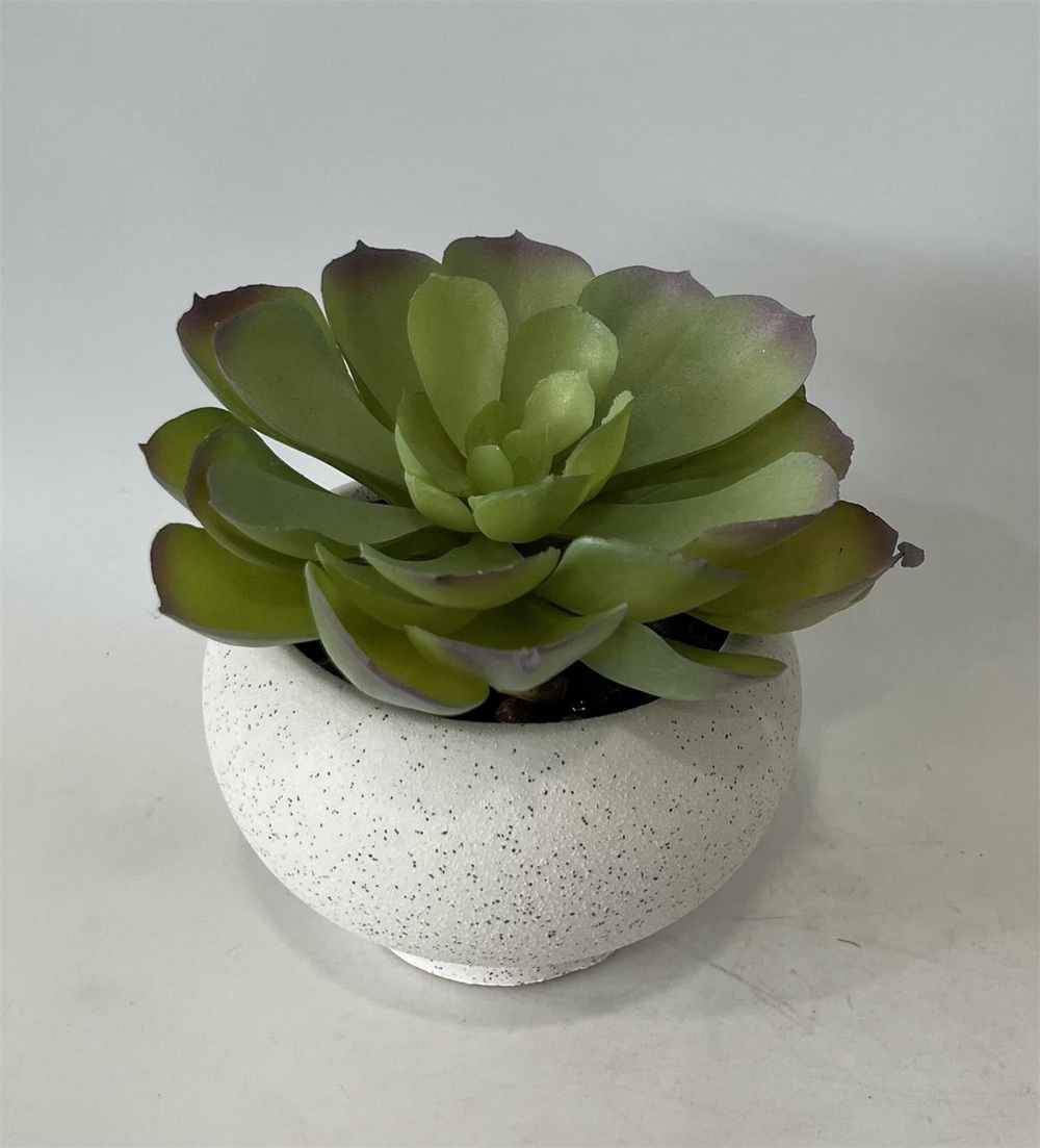 Botanical succulent