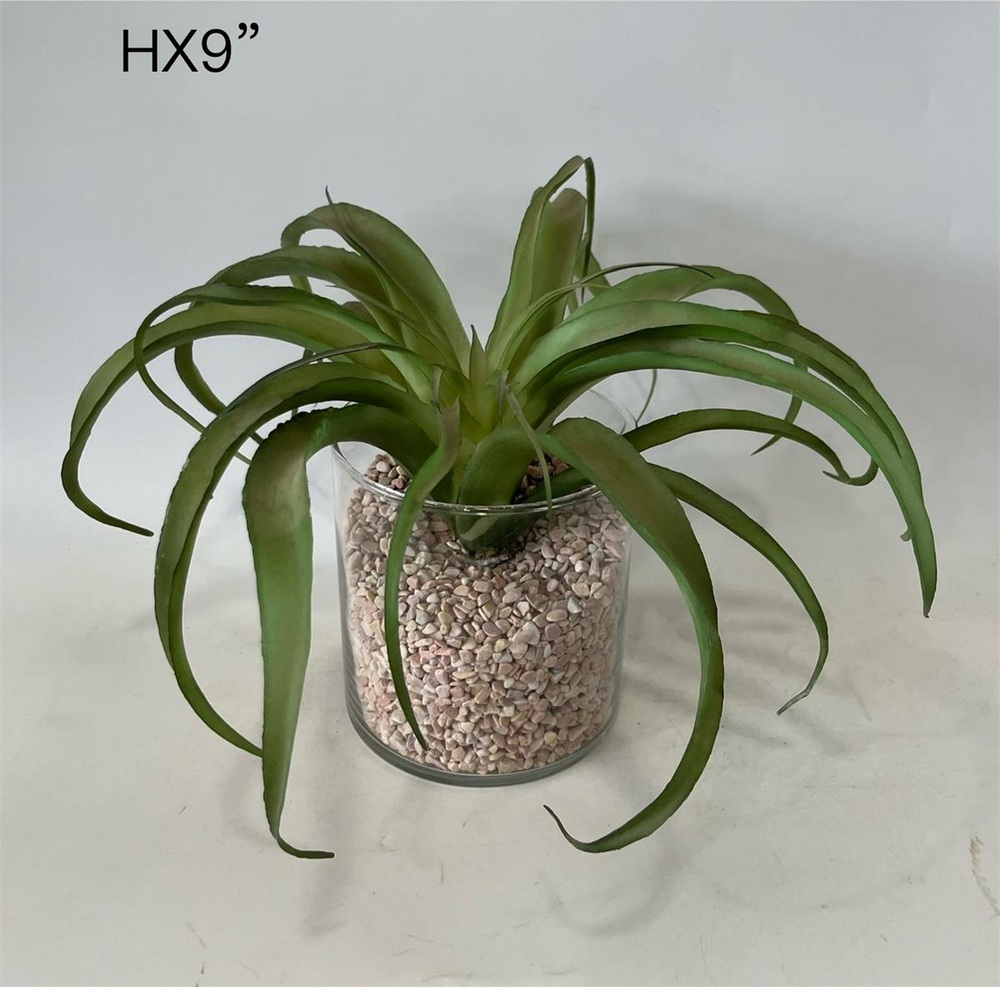 Botanical succulent