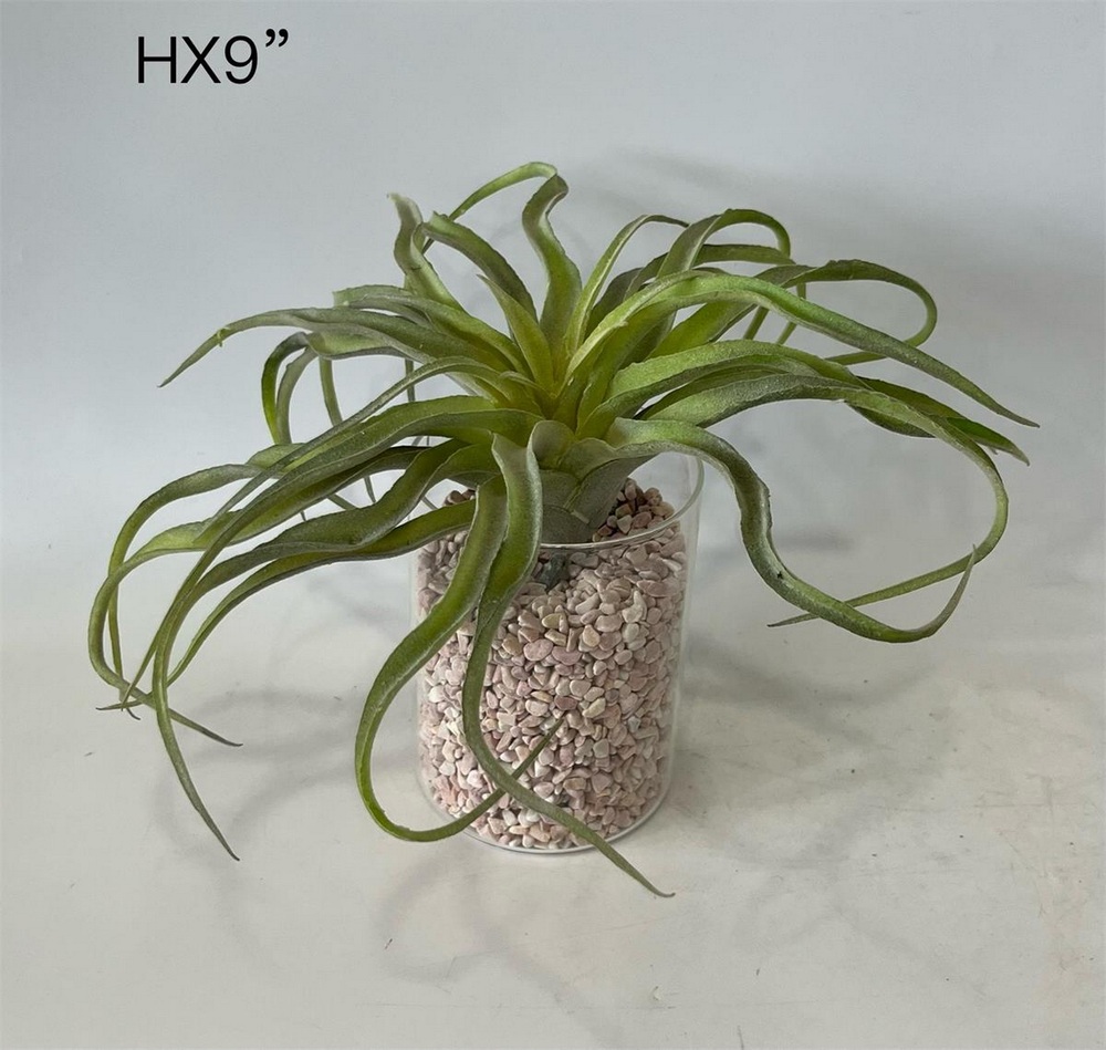 Botanical succulent