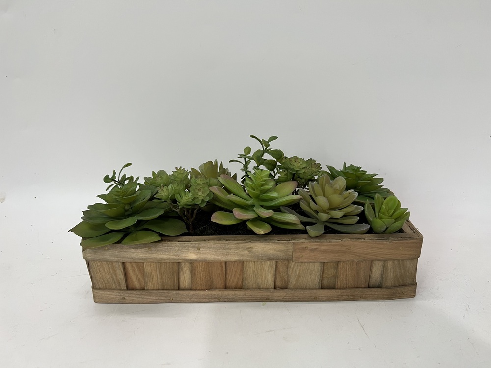 Botanical succulent