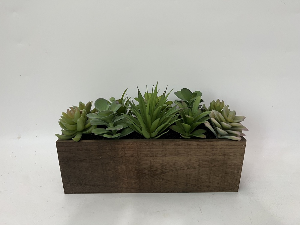 Botanical succulent