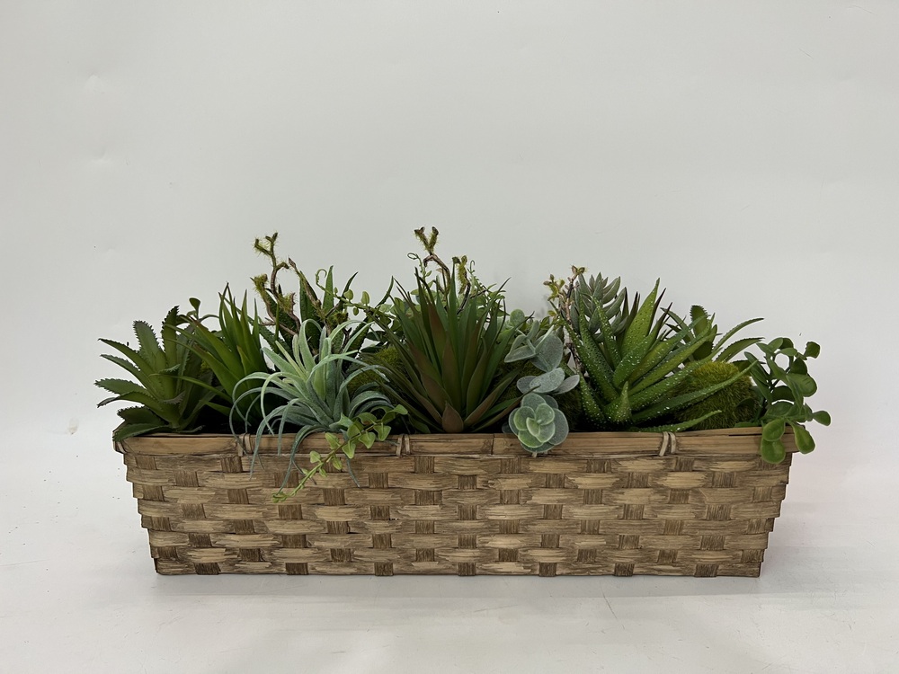 Botanical succulent