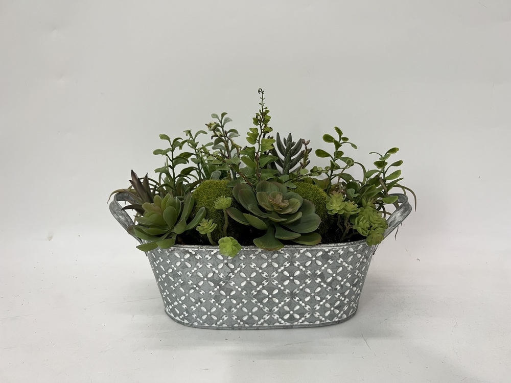 Botanical succulent