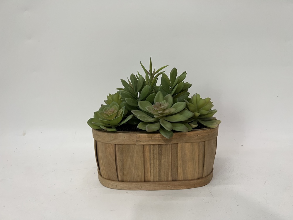 Botanical succulent
