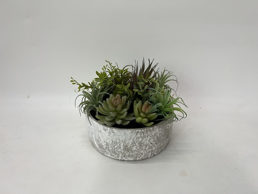Botanical succulent