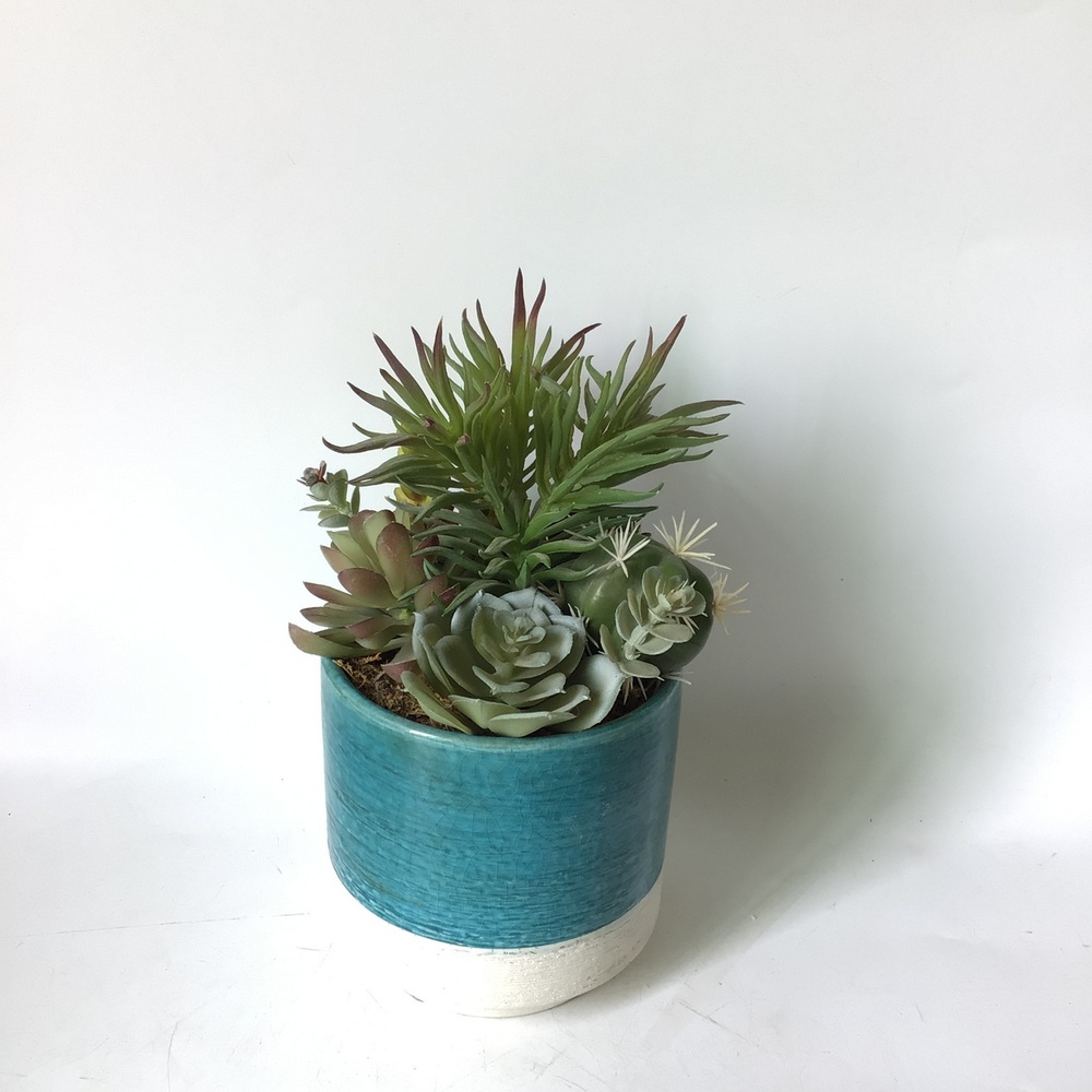 Botanical succulent
