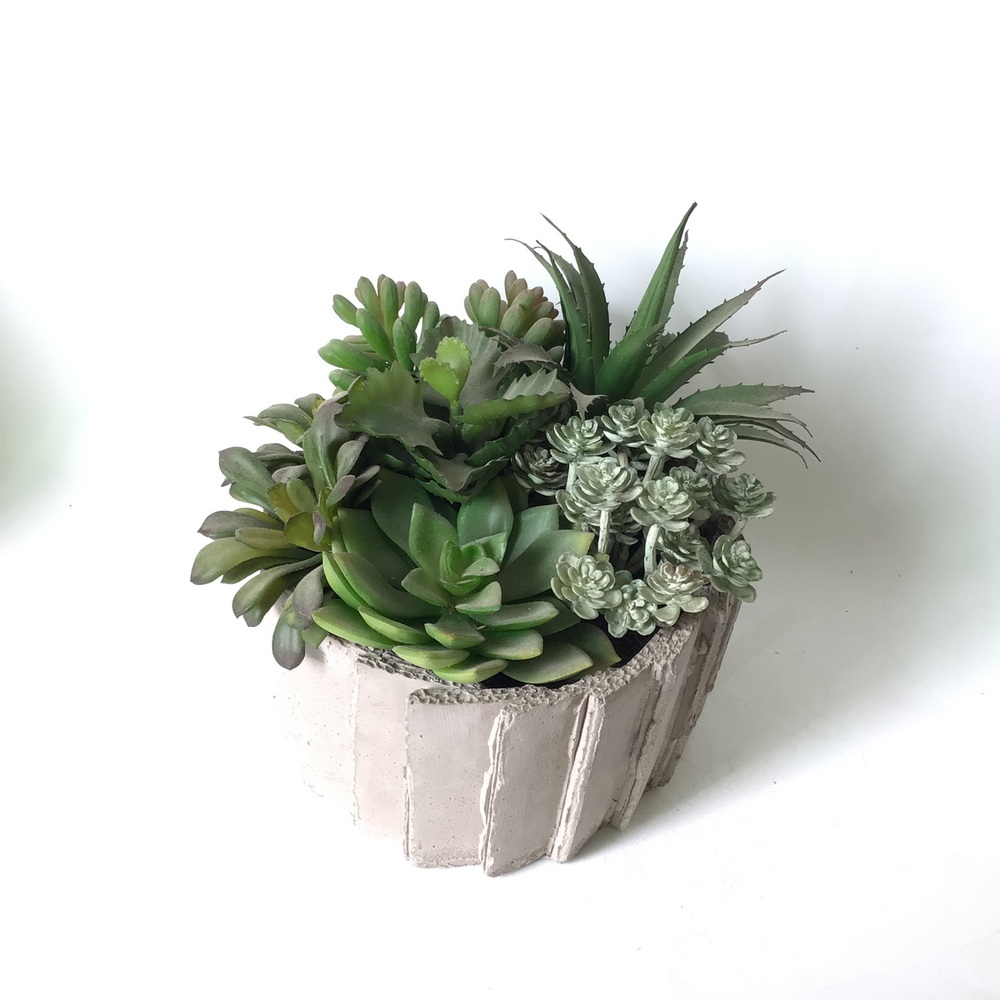 Botanical succulent