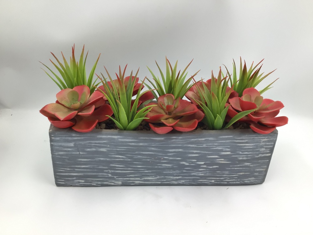 Botanical succulent