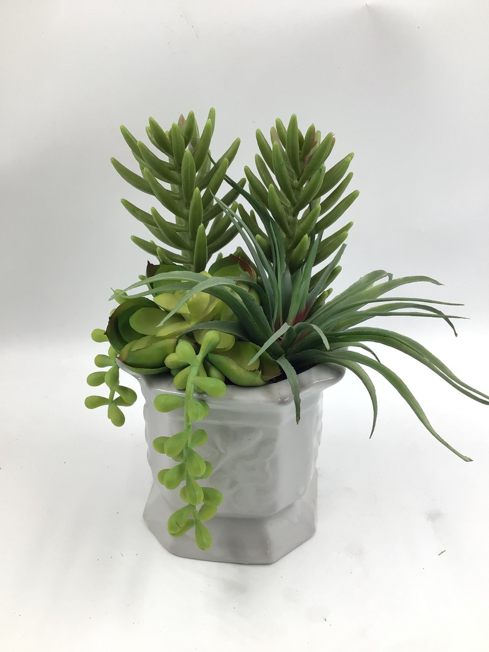 Botanical succulent