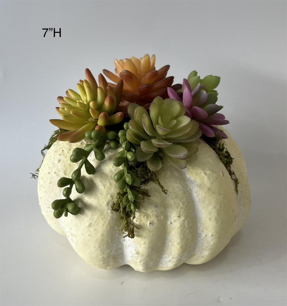 Botanical succulent
