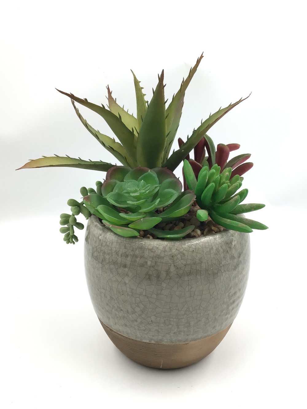 Botanical succulent