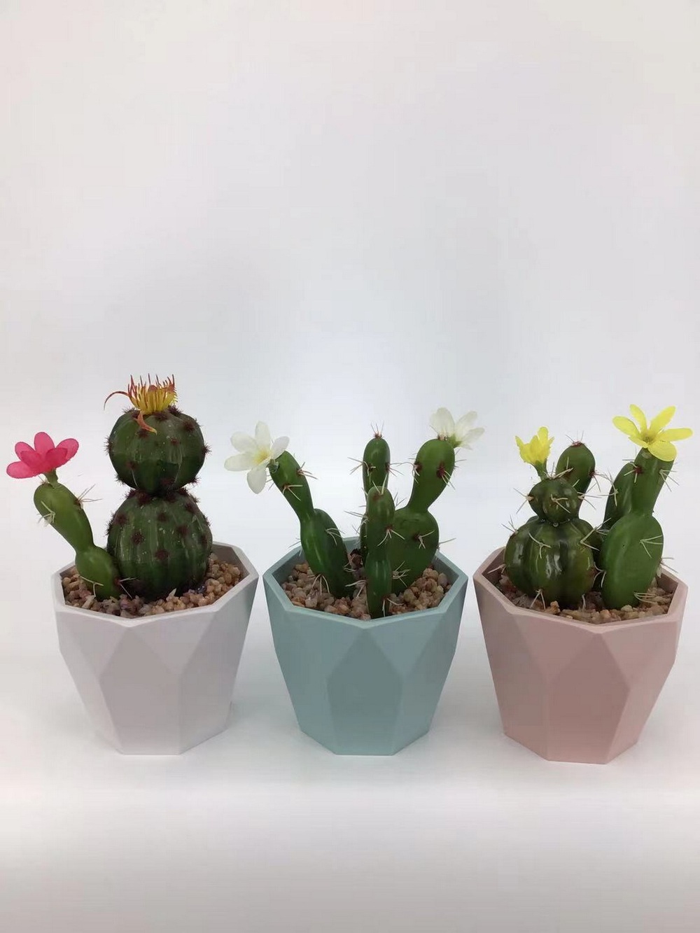 Botanical succulent