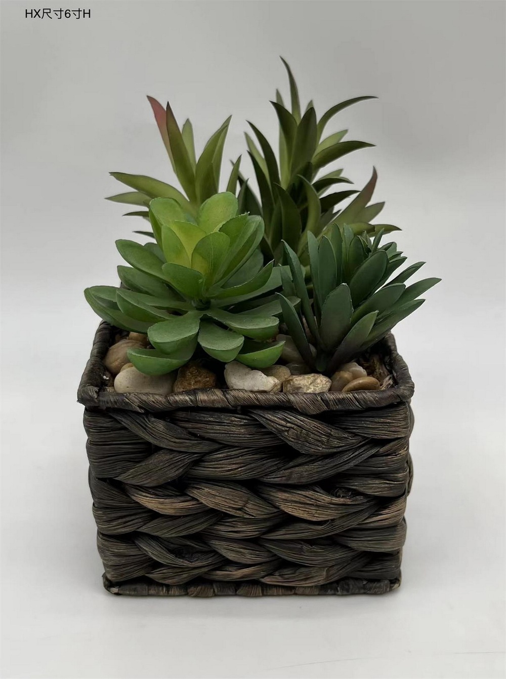 Botanical succulent