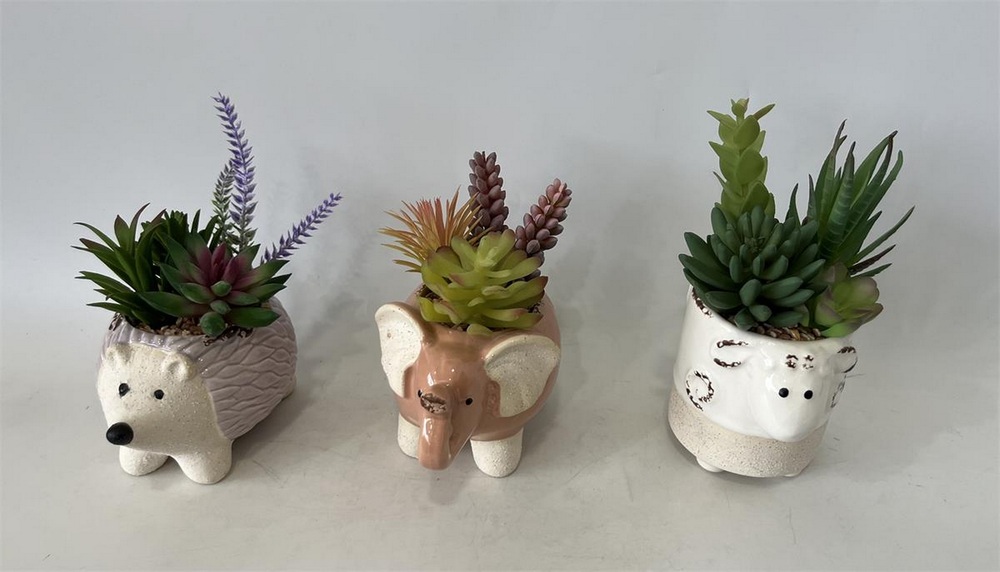 Botanical succulent